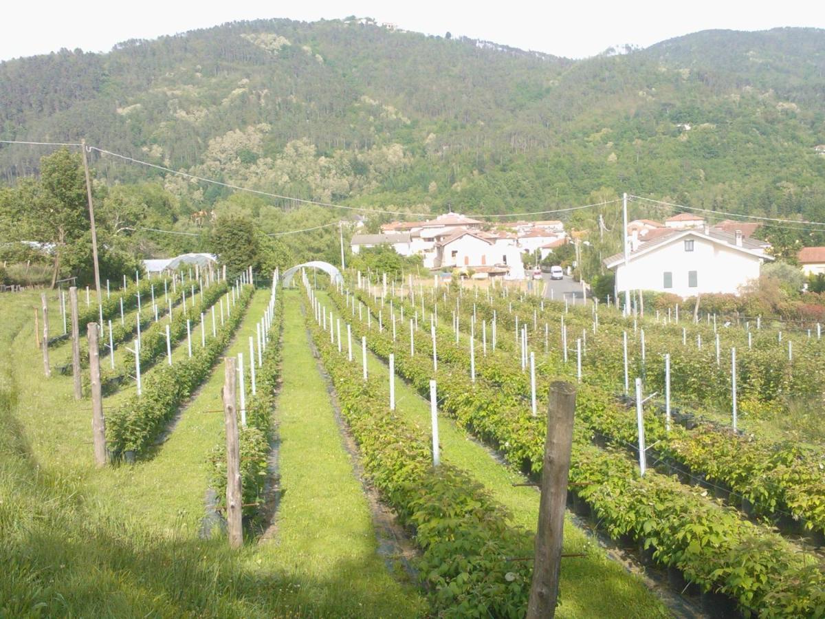 Agriturismo Tenuta Valletti. Sesta Godano エクステリア 写真